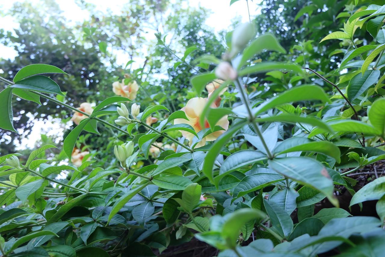 Samerdrow Khao Yai مو سي المظهر الخارجي الصورة
